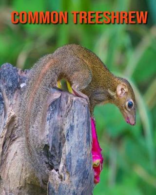 Book cover for Common Treeshrew