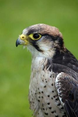 Book cover for Lanner Falcon Journal