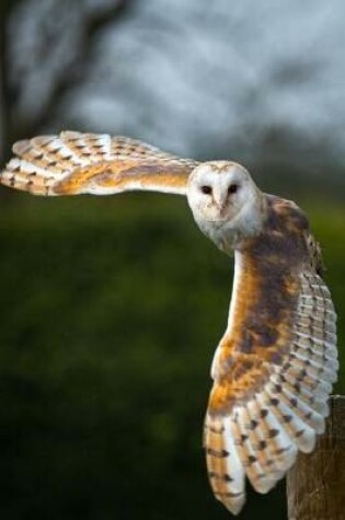 Cover of Barn Owl in Flight Journal