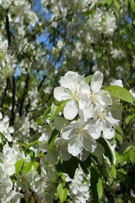 Cover of 2019 Daily Planner Springtime Glory Pretty Flowering Tree 384 Pages