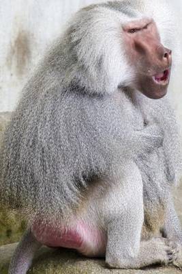 Book cover for Hamadryas Baboon Crouched Down and Thinking