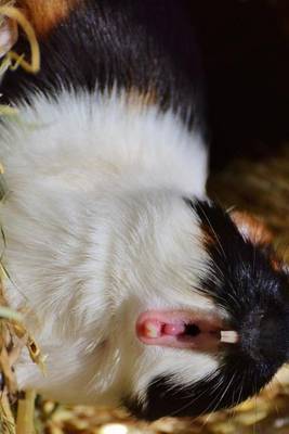 Book cover for A Guinea Pig Yawning