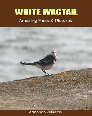 Book cover for White Wagtail