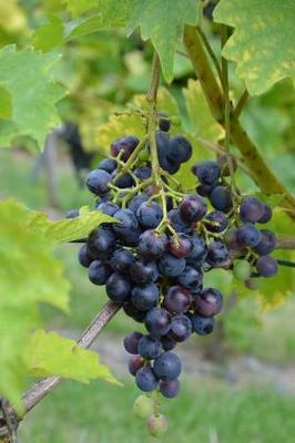 Book cover for A Cluster of Purple Grapes on a Grapevine Journal