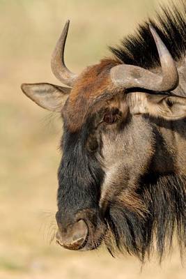 Book cover for Blue Wildebeest Portrait Journal