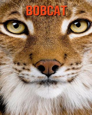 Book cover for Bobcat