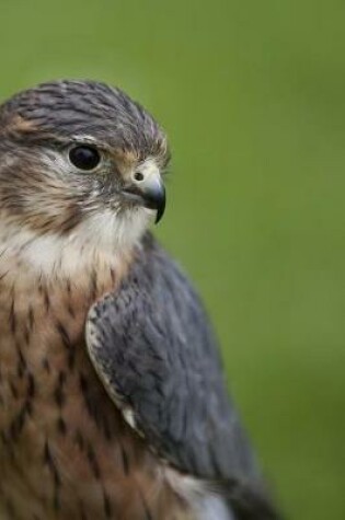 Cover of Merlin Falcon Looking for Prey Journal