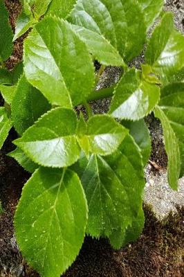 Cover of Journal Springtime Fresh Green Leaves