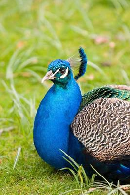 Book cover for Male Peafowl Peacock, Birds of the World