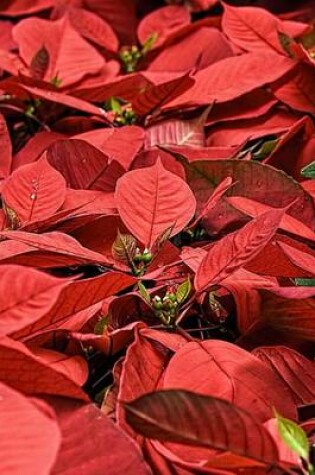 Cover of Poinsettia Flowers Ready for Christmas Delivery