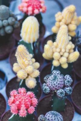 Cover of Mini Cacti with Colorful Cactus Flowers