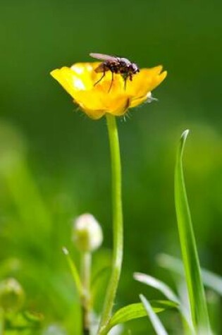 Cover of Fly on a Yellow Buttercup Flower Journal