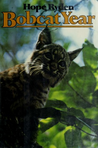 Cover of Bobcat Year