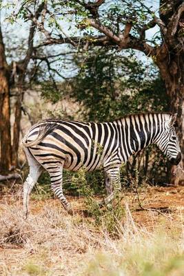 Book cover for A Zebra on the Veldt of Kenya, Africa