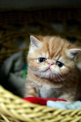 Book cover for The Exotic Shorthair Cat Journal "My Food Dish is Half-Empty; I'm Gonna Starve!"