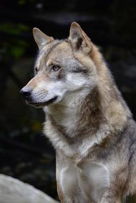 Book cover for Website Password Organizer a Wolf Looking Out