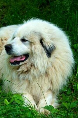 Cover of Great Pyrenees