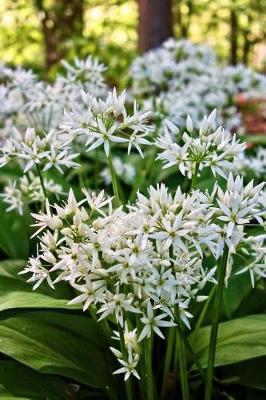 Book cover for Allium Ursinum Ramsons Flowers Journal