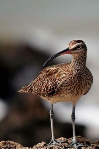 Cover of Whimbrel Bird Journal (Numenius Phaeopus)