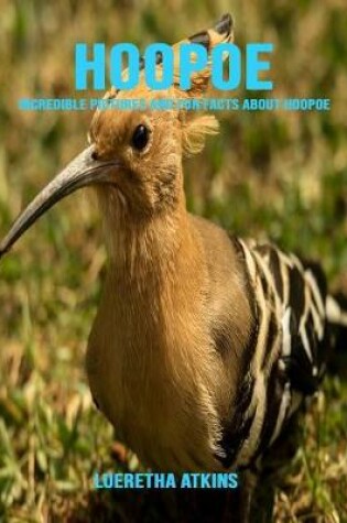 Cover of Hoopoe