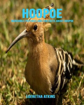 Book cover for Hoopoe