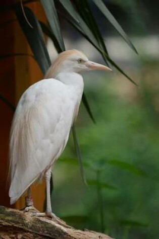 Cover of Cattle Egret (Birds of the World)