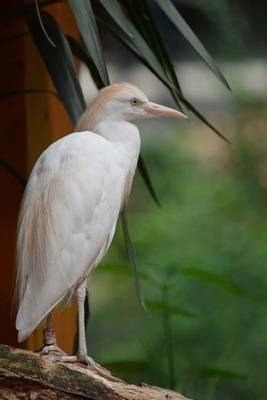 Book cover for Cattle Egret (Birds of the World)