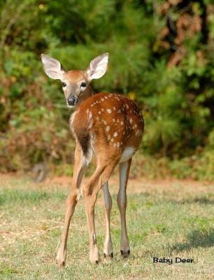 Book cover for Baby Deer