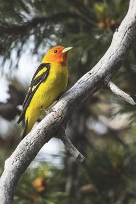 Book cover for Western Tanager Piranga Ludoviciana Perched Journal