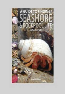 Book cover for A Guide to Finding Seashore and Rockpool Life in Somerset