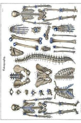 Cover of Osteography Composition Notebook