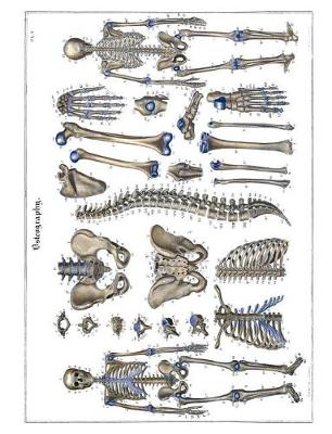 Book cover for Osteography Composition Notebook