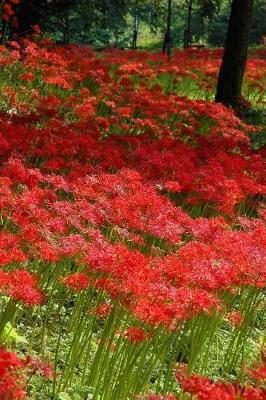 Book cover for Amaryllis Flowers Blooming in the Countryside Journal