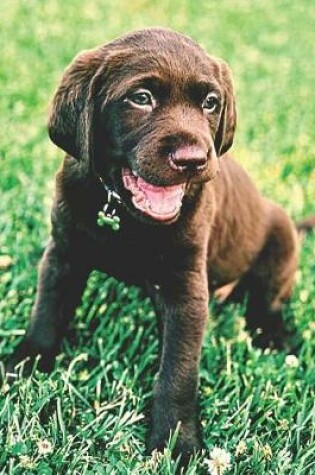 Cover of Chocolate Lab Puppy Lovers