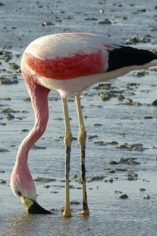 Cover of A Wild Flamingo in Chile