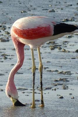 Book cover for A Wild Flamingo in Chile