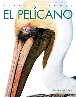 Book cover for El Pelícano