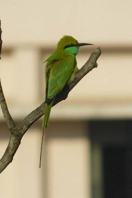 Book cover for Green Bee Eater Bird (Birds of the World)