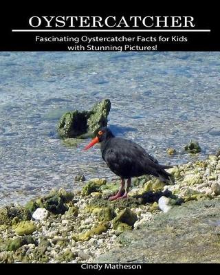 Book cover for Oystercatcher