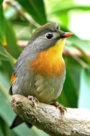 Cover of Red-Billed Leiothrix Aka Pekin Robin Journal