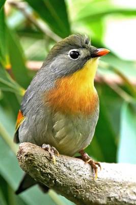 Book cover for Red-Billed Leiothrix Aka Pekin Robin Journal