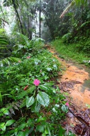 Cover of Rainforest Path in Puerto Rico USA Journal