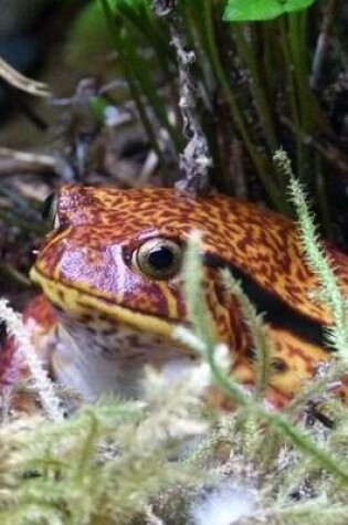 Cover of A Tomato Frog Hiding in the Rain Forest