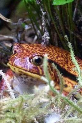 Book cover for A Tomato Frog Hiding in the Rain Forest