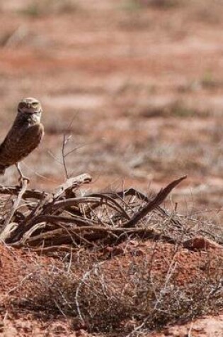 Cover of A Burrowing Owl on the Lookout for Prey in the Desert