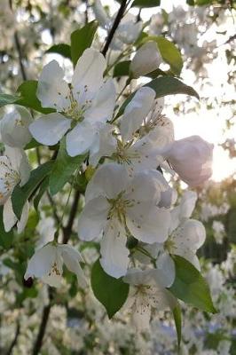 Book cover for Journal Springtime Sunrise White Flowering Tree