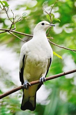 Book cover for Pied Imperial Pigeon Journal