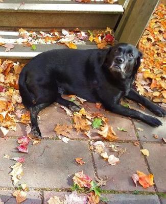 Cover of School Composition Book Black Lab Chocolate Lab Dogs Outside Fall 130 Pages