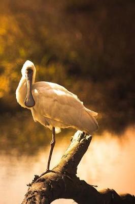 Book cover for Spoonbill Notebook