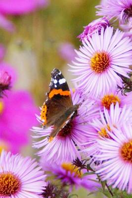 Book cover for Admiral Butterfly on Purple Flowers, for the Love of Nature